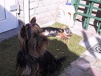 IMG 2009