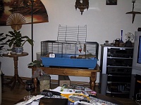 Afbeelding 001  De caviakooi in de woonkamer