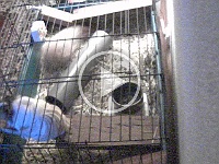 cavias aan het dollen  Kort filmpje van de cavia's. Ze vonden de plankjes en stukje rioolpijp ideaal om als woonverblijf te gebruiken