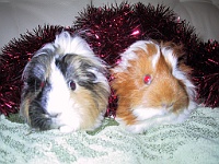 kerst 2006-8  Samen klaar voor de kerst