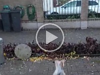 honden stoeien 1
