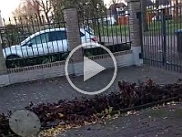 honden stoeien 2